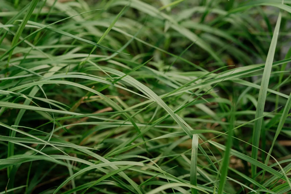 Close-up of vibrant green grass blades standing upright
