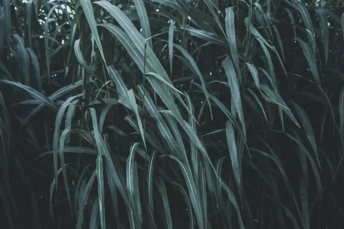 Tall green grass blades standing upright in daylight