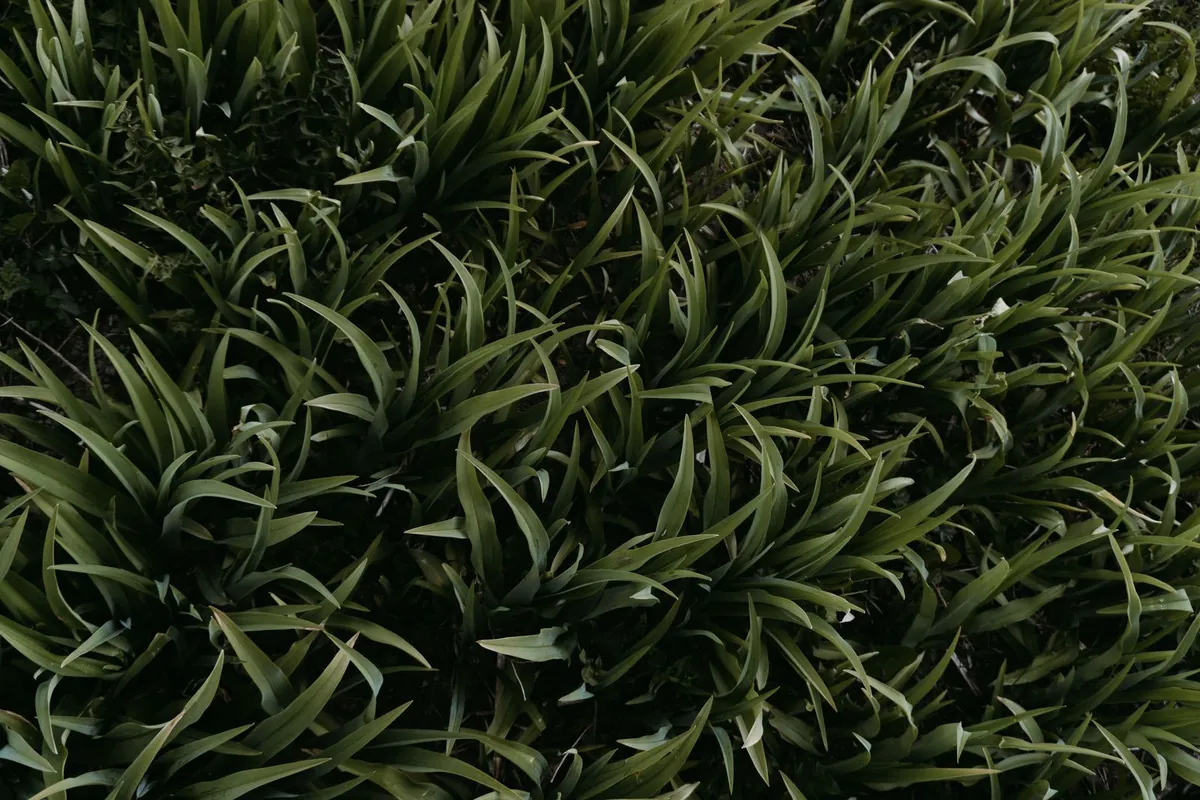 Dense green grass photographed close up