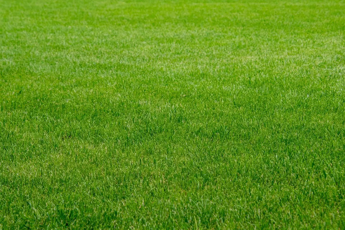 Lush green grass surface photographed close up
