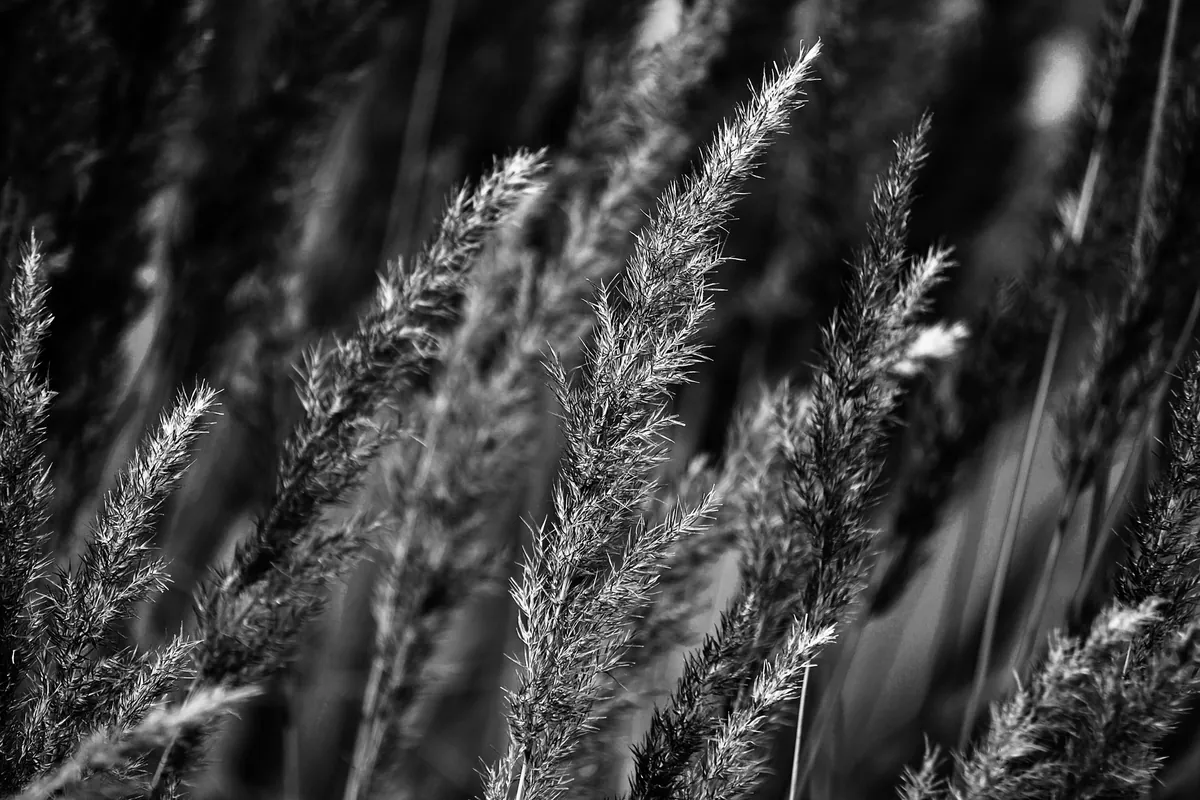 Wild grasses texture beside a designed court