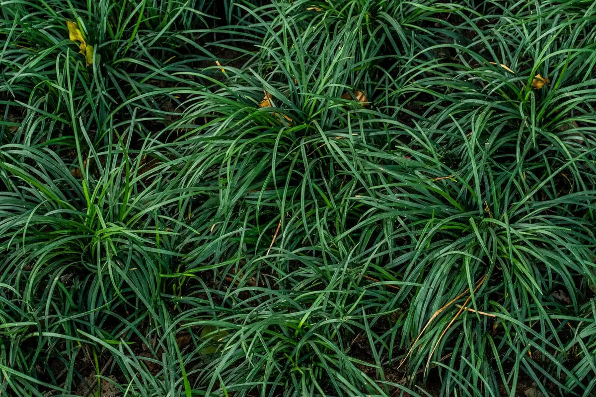 Turf rolls of 2 m and 4 m width side by side on prepared base