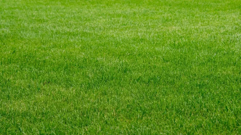 5 Essential Artificial Turf Layers for Your Perfect Lawn