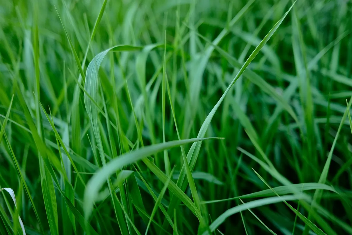 Close view of dense green grass blades