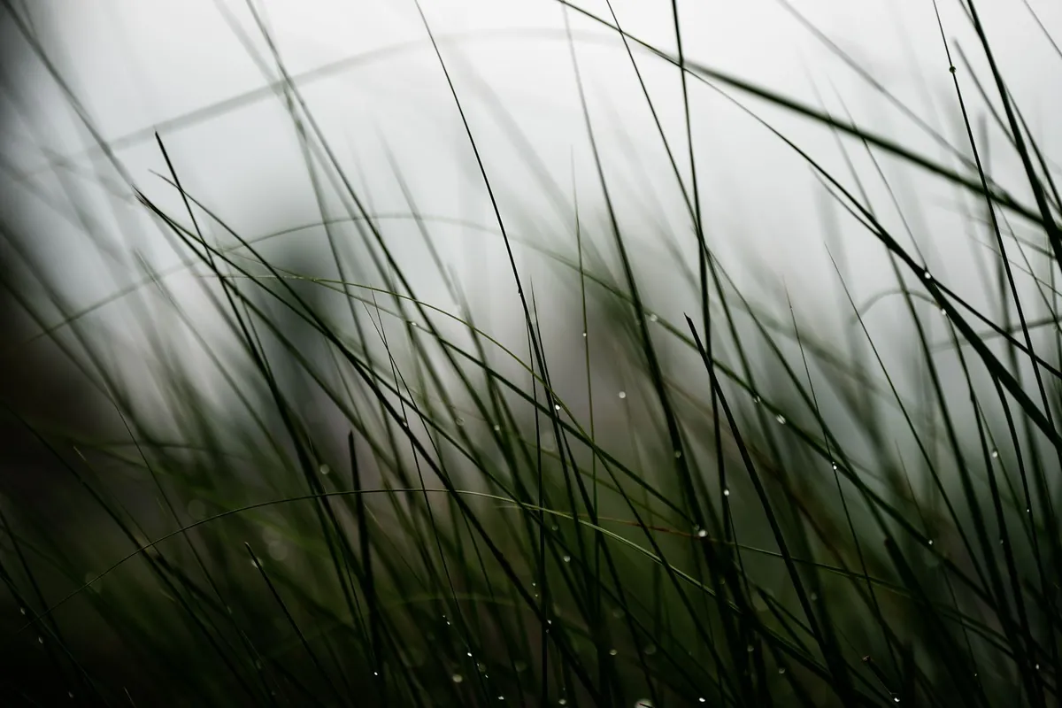 Close-up of green grass blades covered in morning dew
