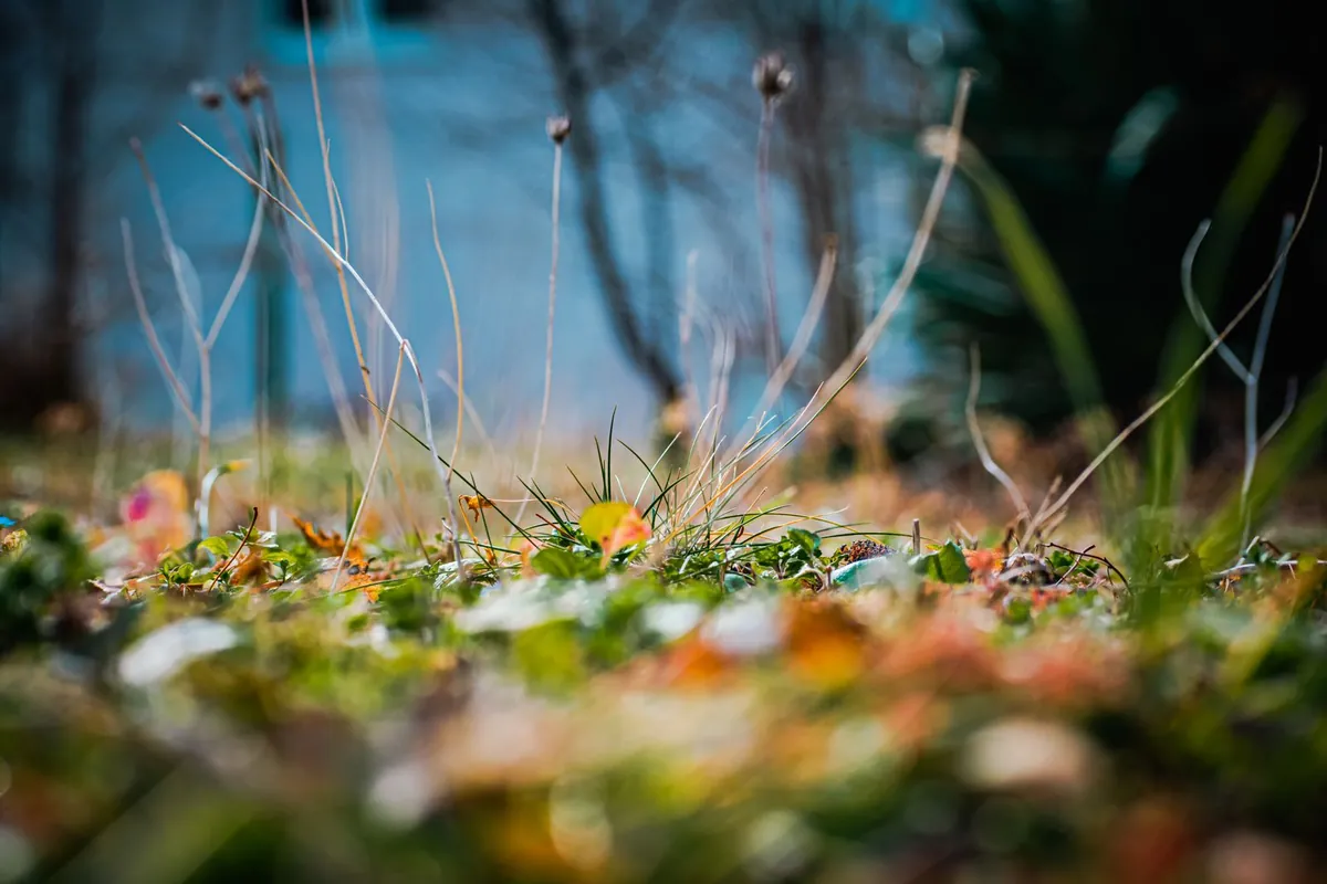Close-up of green grass blades and leaves