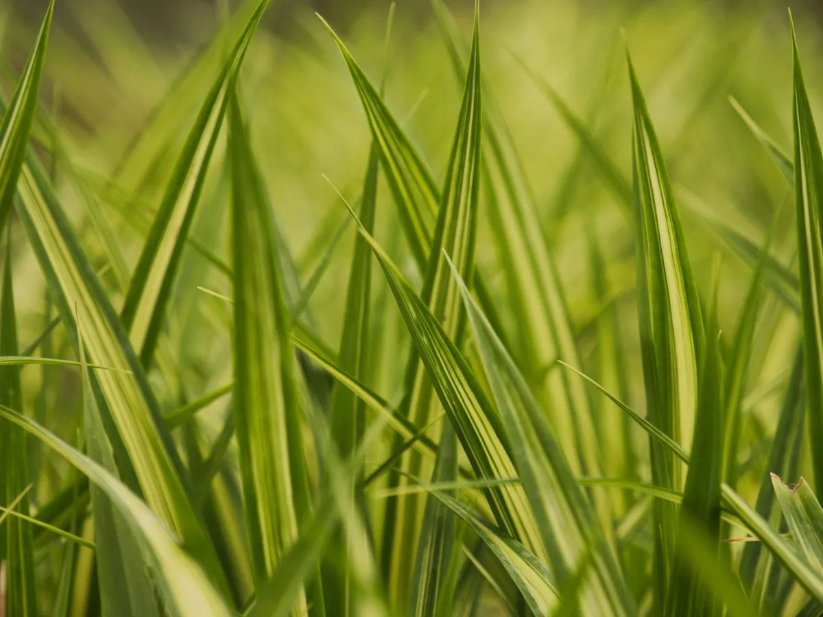 Detailed close-up of lush green grass blades with dense thatch
