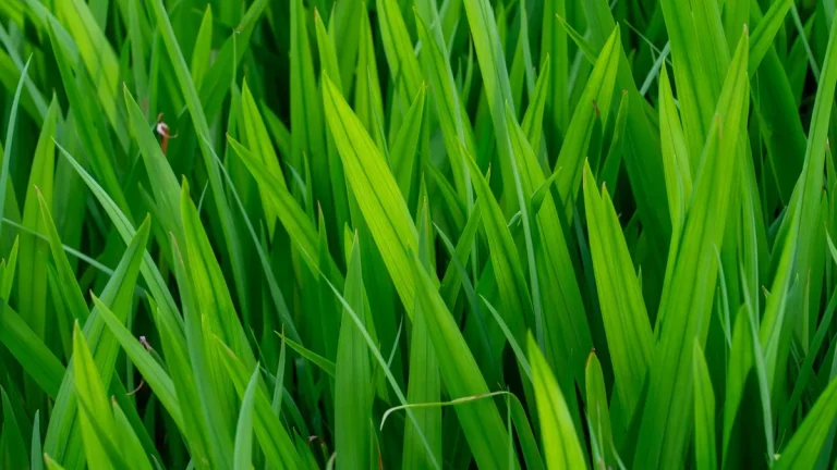 Artificial Grass Blade Shapes and What They Mean