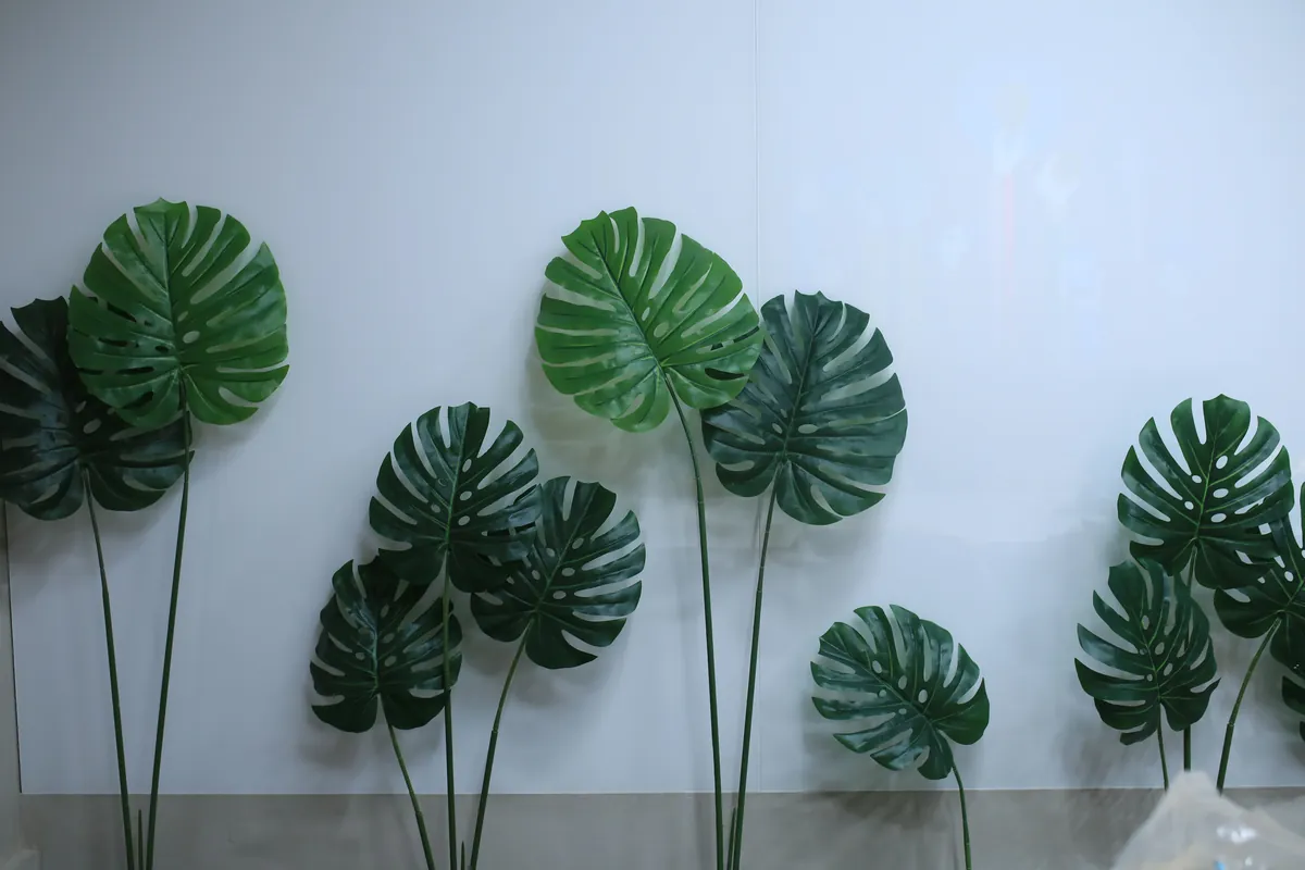 Tropical monstera leaves arranged as wall decor