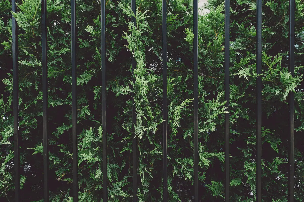 Lush green shrubs against a sleek steel fence