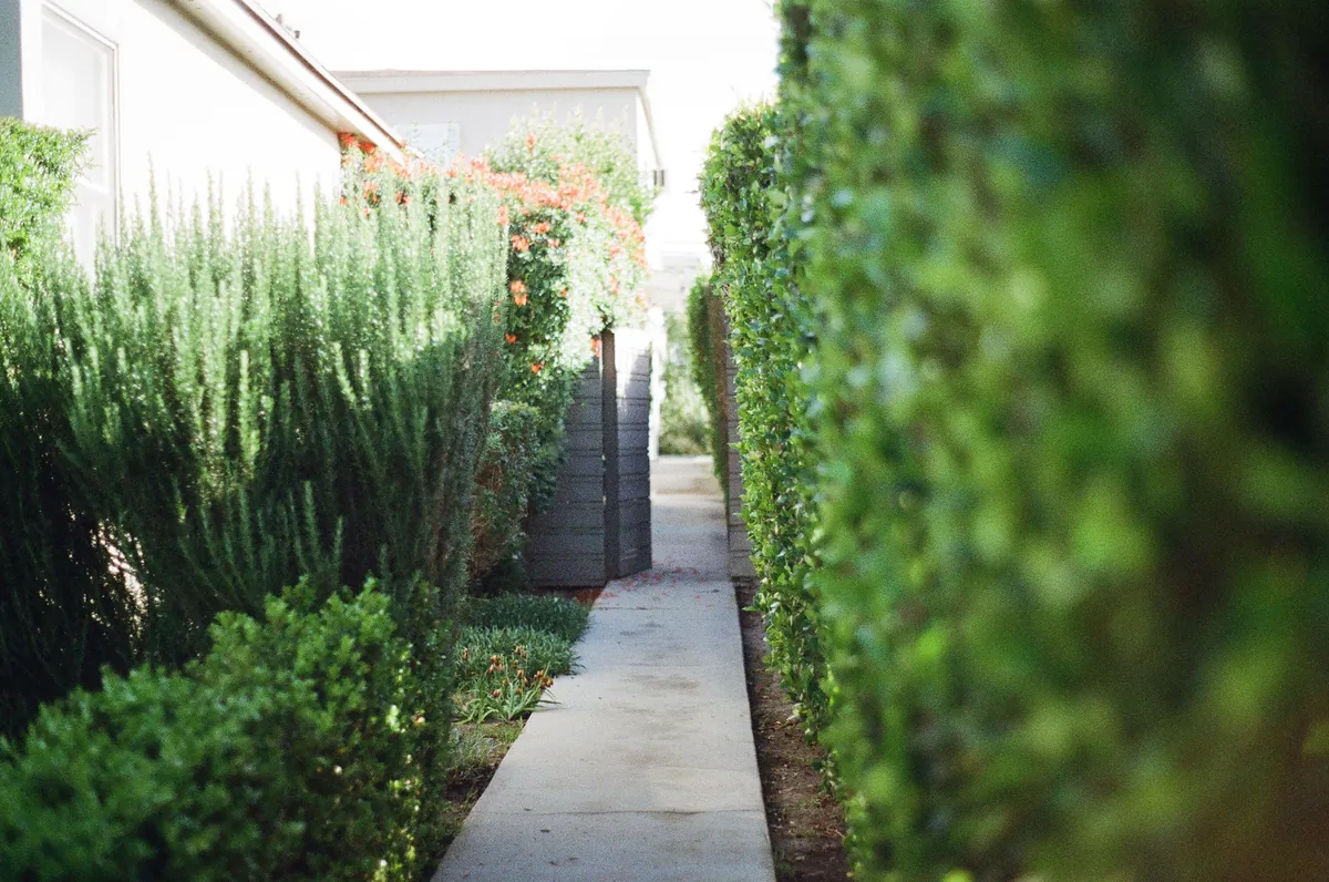 Garden pathway lined with lush green hedges