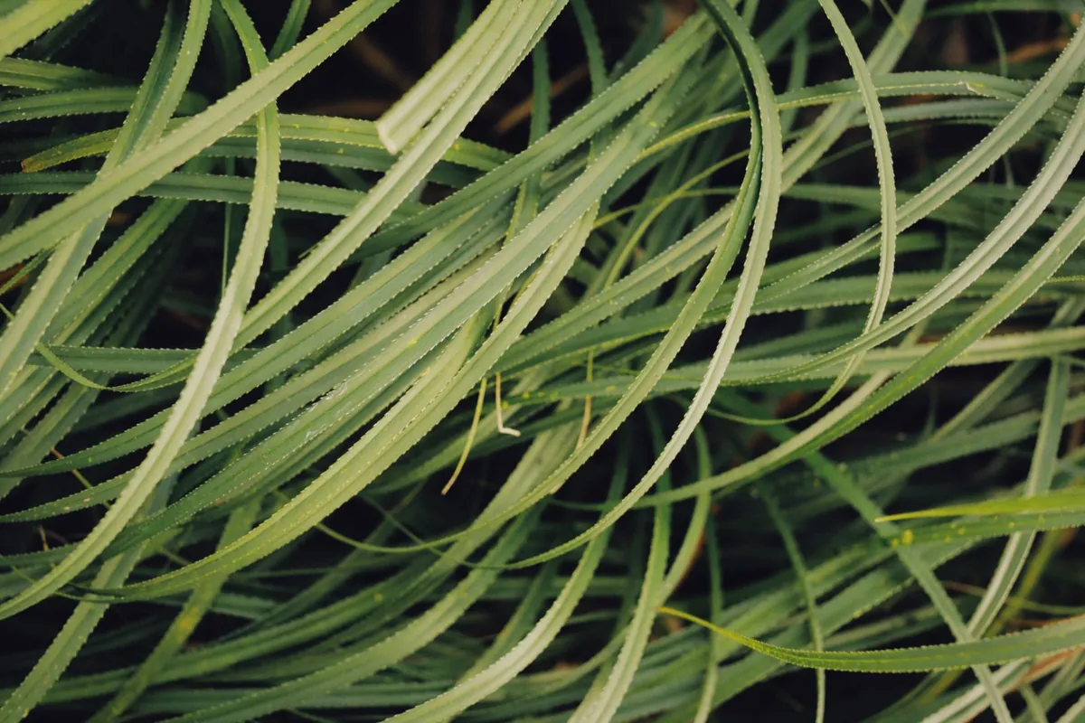 Long green artificial grass fibres seen from above