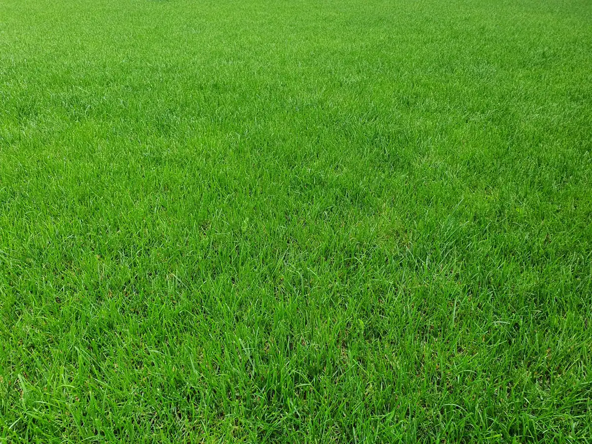 Wide view of a dense, evenly kept green lawn