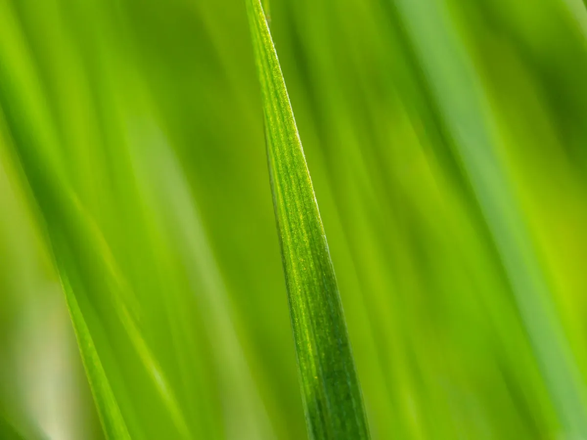 Artificial grass lit by soft side light with a smooth gradient from bright foreground to softer background