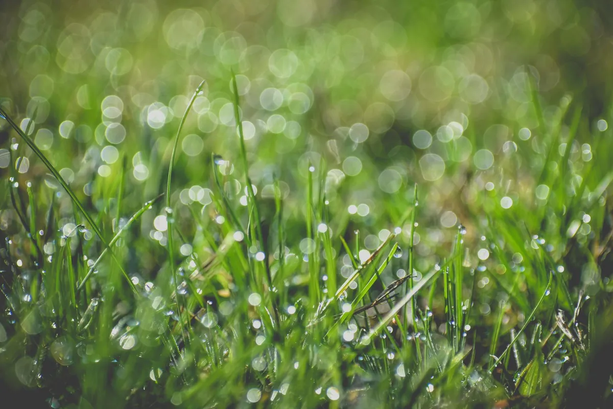 Fine droplets of moisture along artificial grass blades catching small reflections of daylight