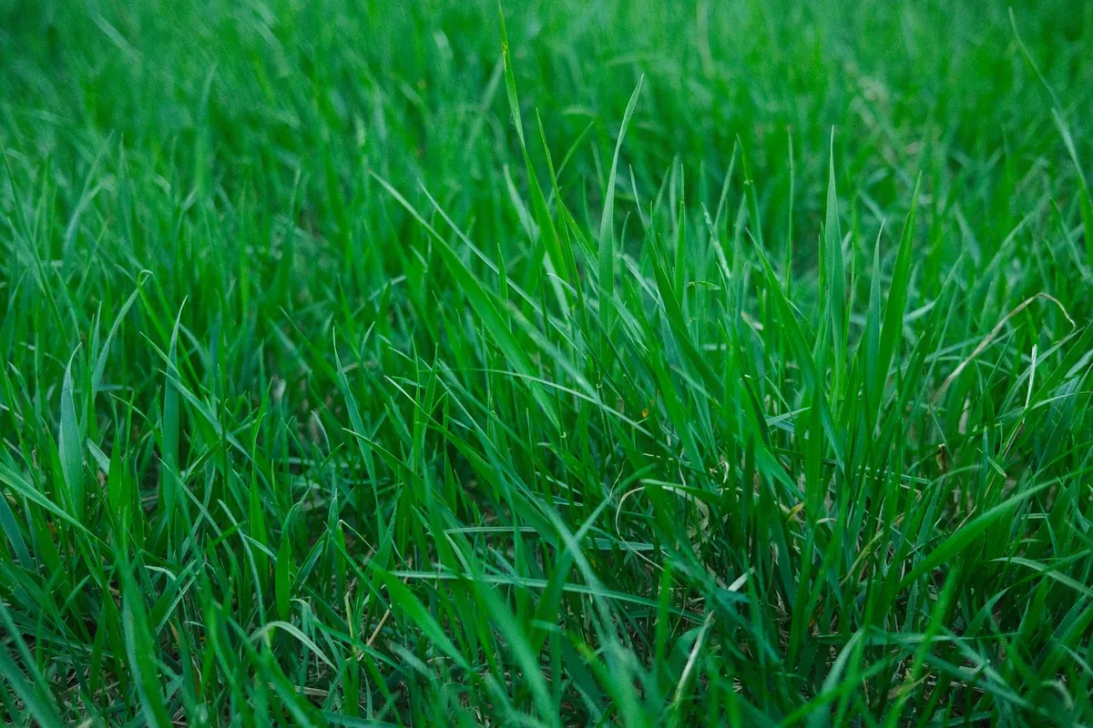 Overhead view of artificial grass lawn with fine even texture across the whole surface
