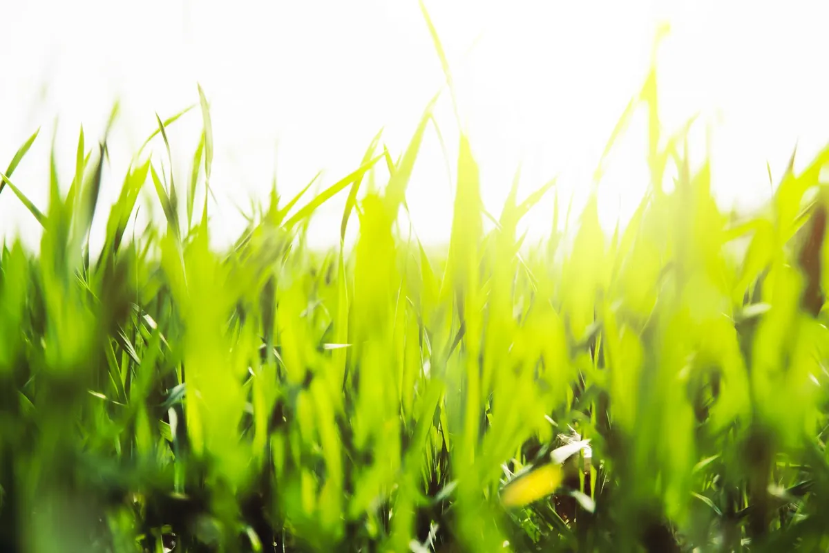 handheld infrared thermometer measuring the surface temperature of artificial grass in full summer sun