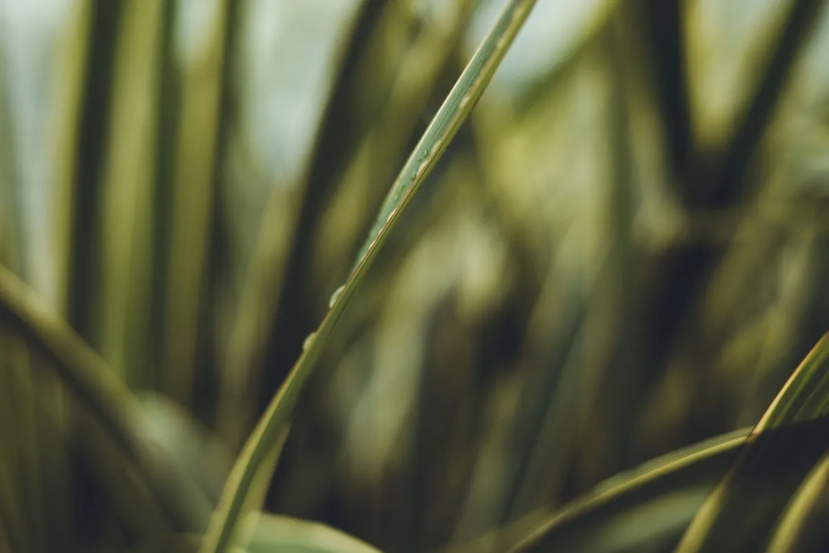 close-up of polyethylene artificial grass fibers backlit by strong midday sunlight