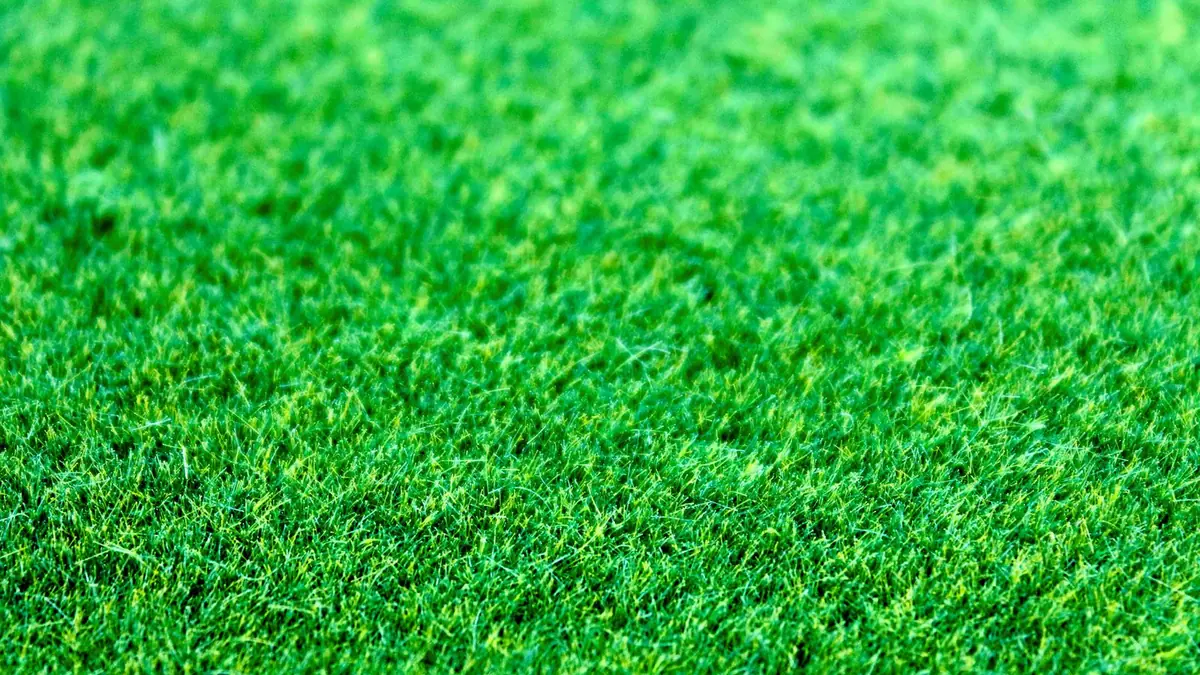 Bright green turf with fine, full fibres