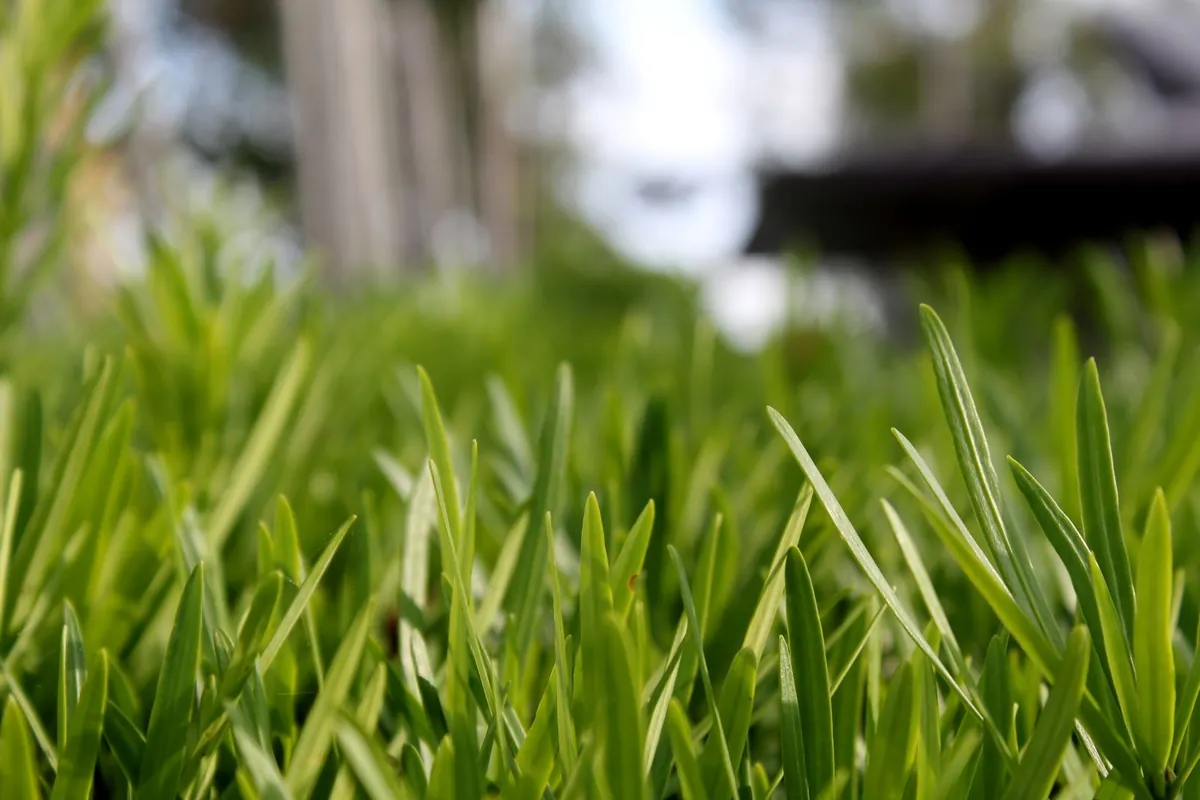 close-up of short green turf blades
