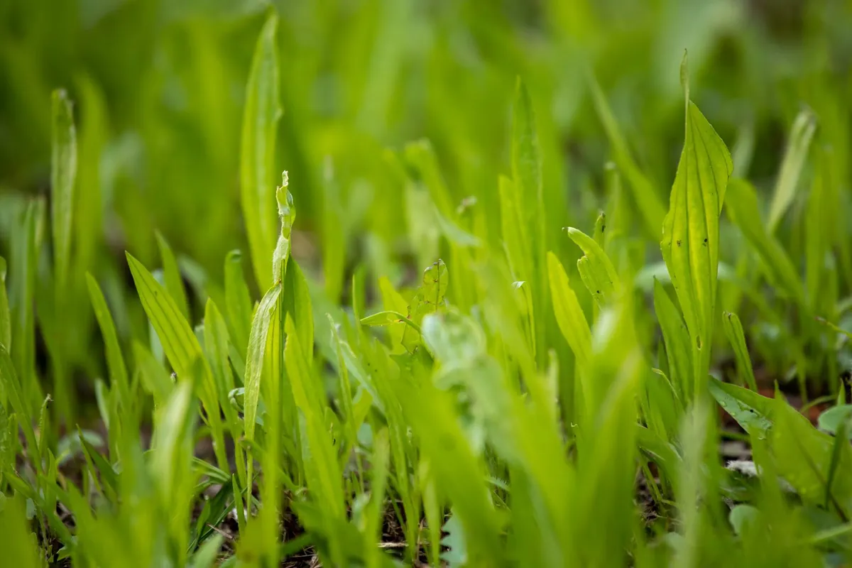 Close-up of a finished artificial grass surface