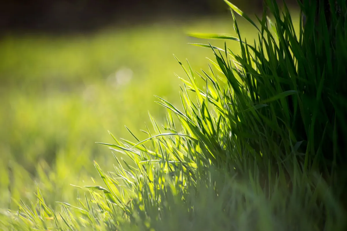 Close-up of dense artificial grass blades in daylight