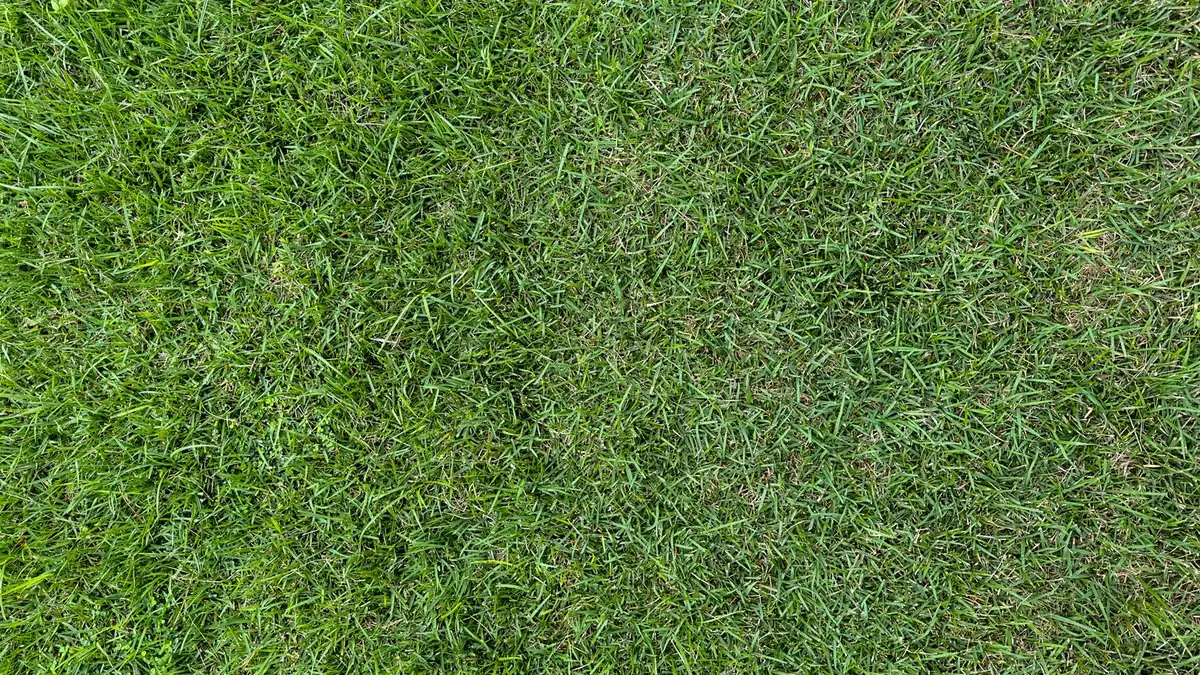 Wide artificial turf roll unrolled on compacted base showing seam count