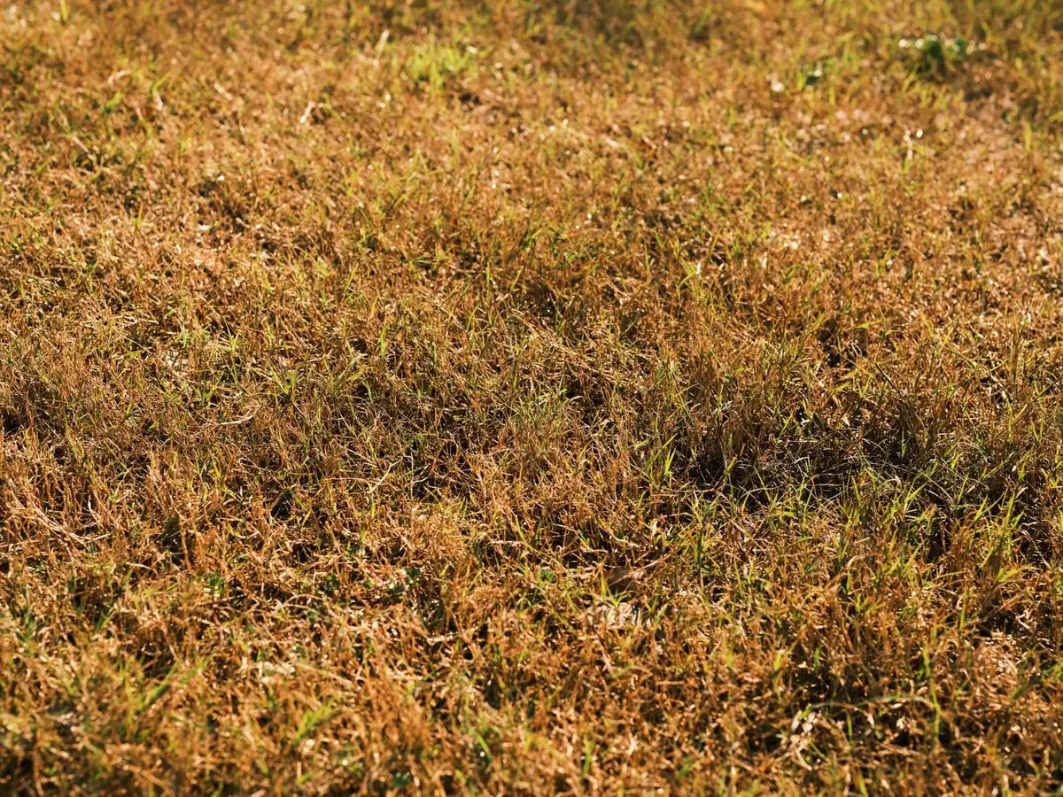 Lifted corner of aged artificial turf showing cracked backing and fiber loss