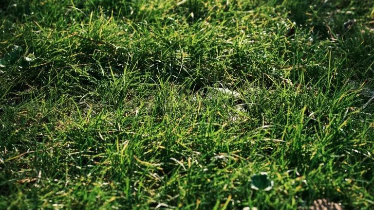 Nahaufnahme eines üppig grünen Rasens bei Tageslicht