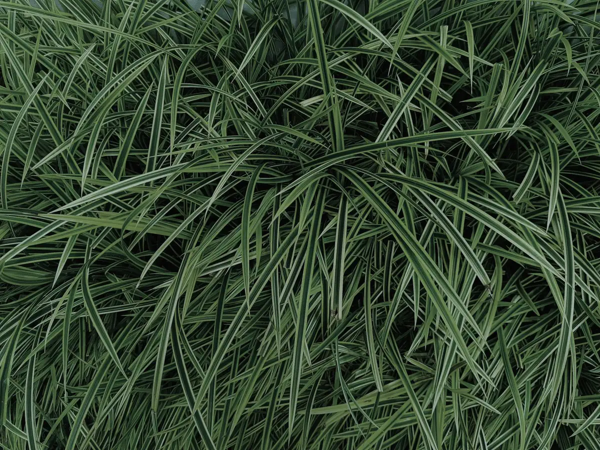 Close-up of dense green grass blades