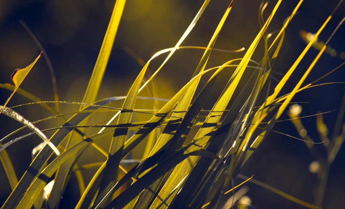 Green grass blades catching sunlight at an angle