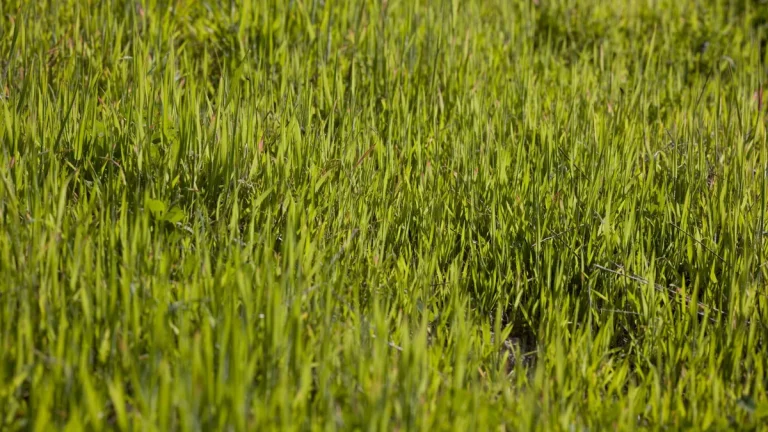 Vibrant green grass in a sunlit meadow