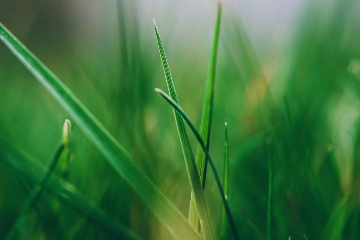 Close-up of green grass blades in sunlight