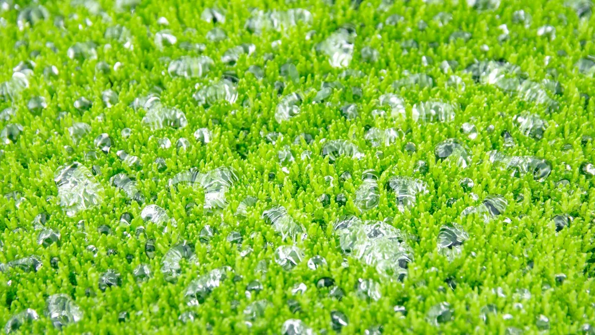 Close view of dew drops on green grass blades