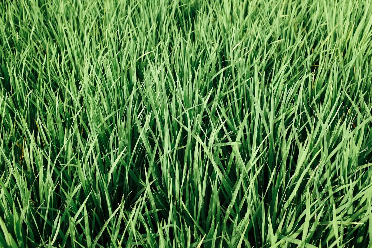 Dense green grass blades seen close up