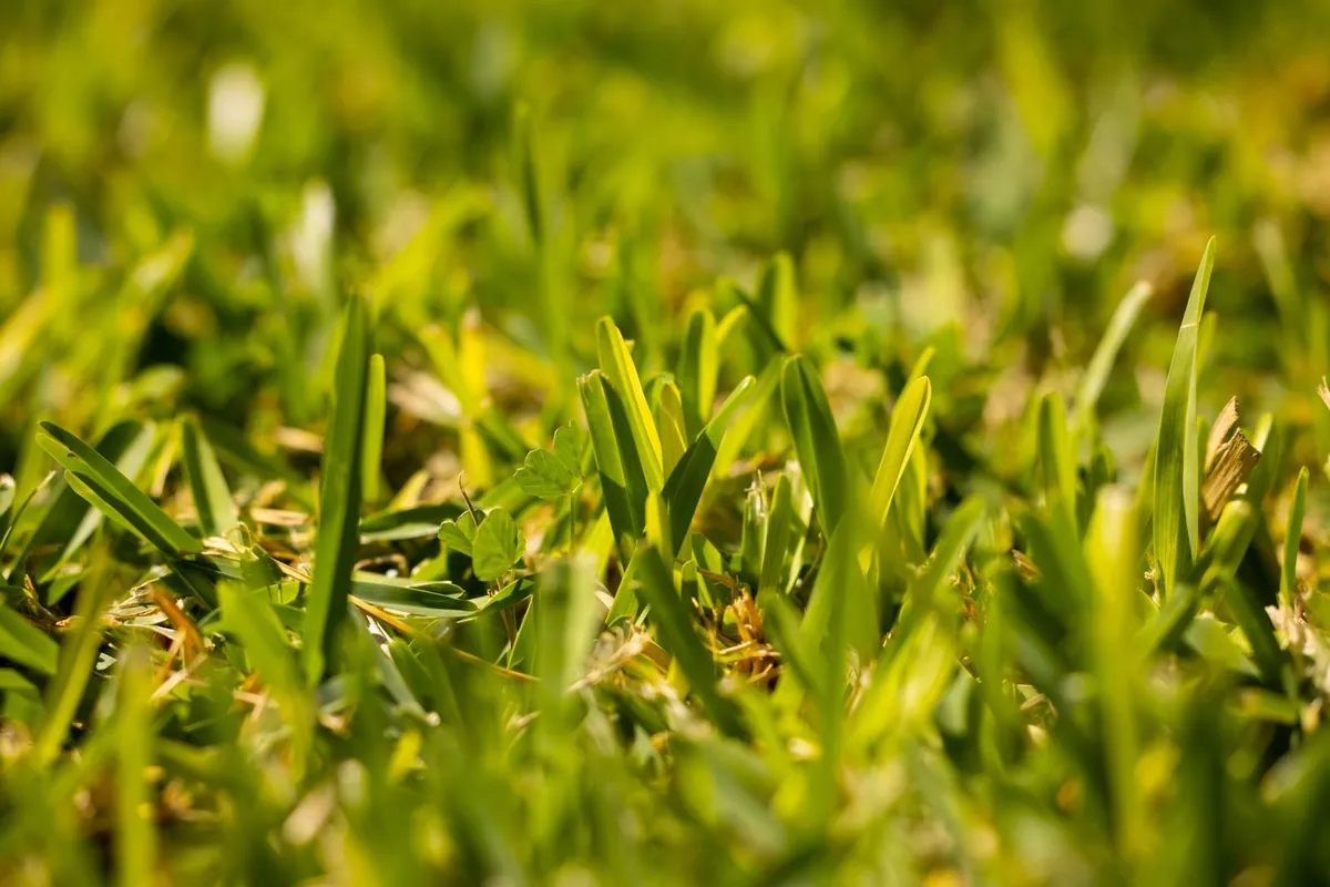 Macro close-up of fresh green grass blades