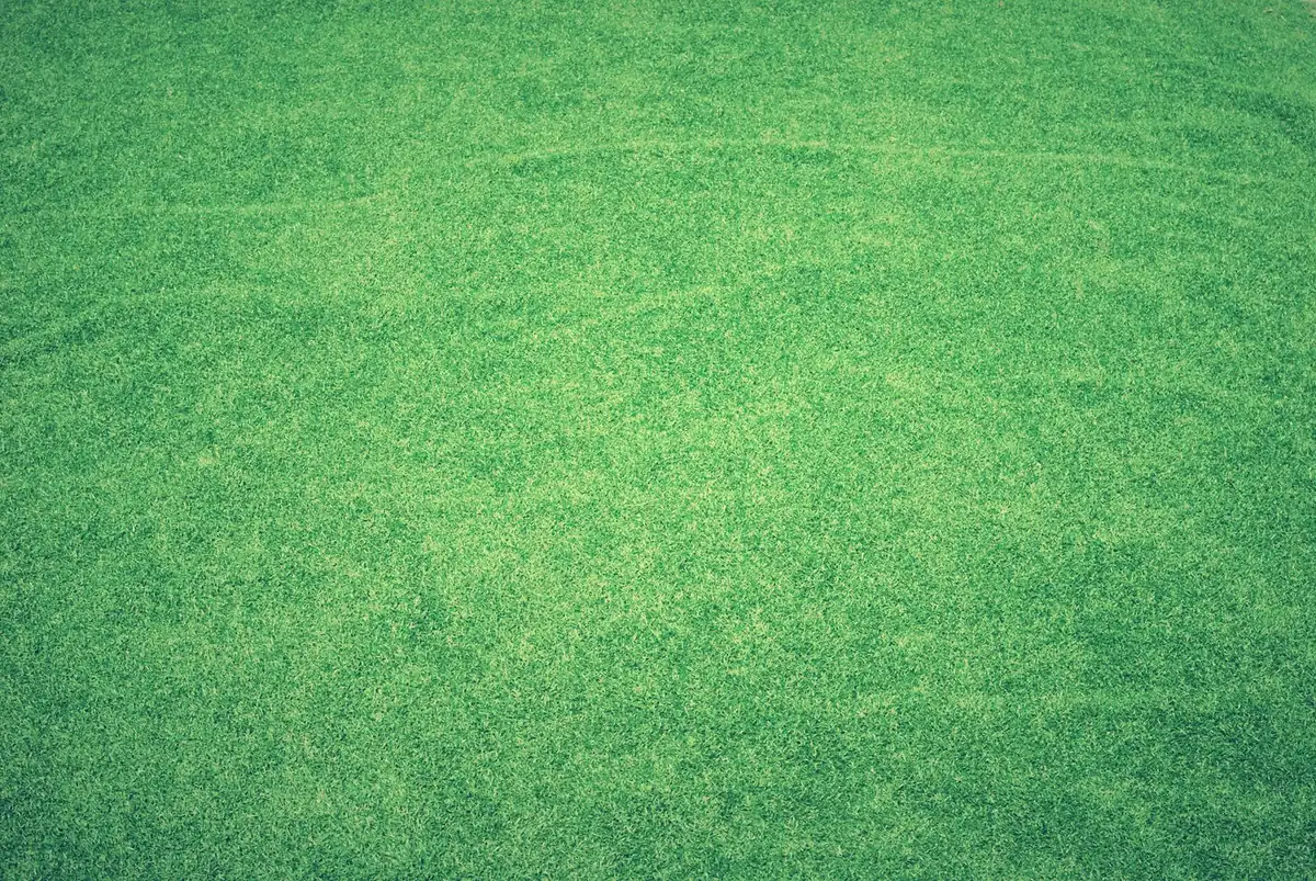 Fresh green grass surface with even texture