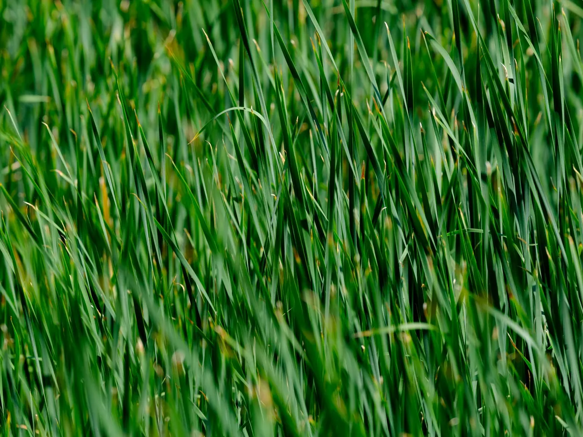 Sunlit close-up of green grass blades