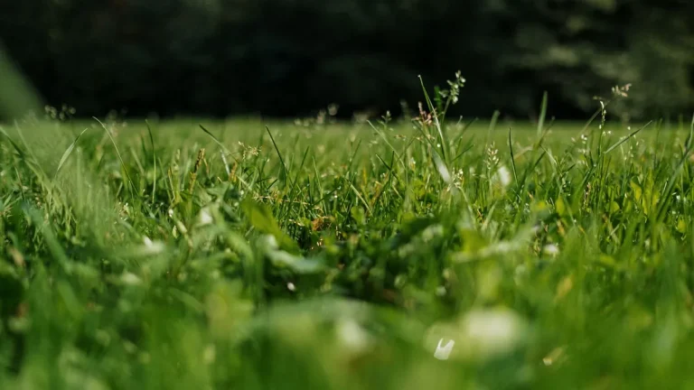 Lush green grass in a sunlit meadow