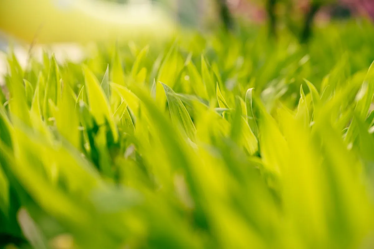 Sunlit close-up of fresh green grass