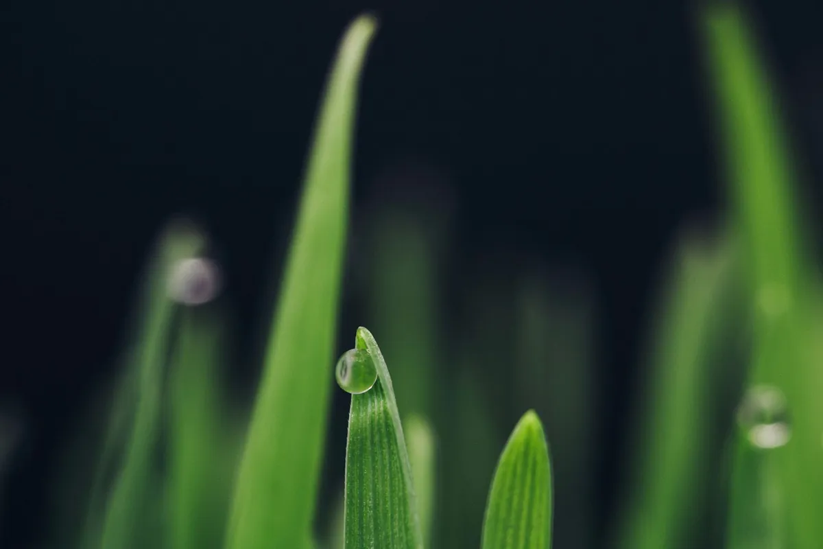 Macro view of dew on a green grass blade