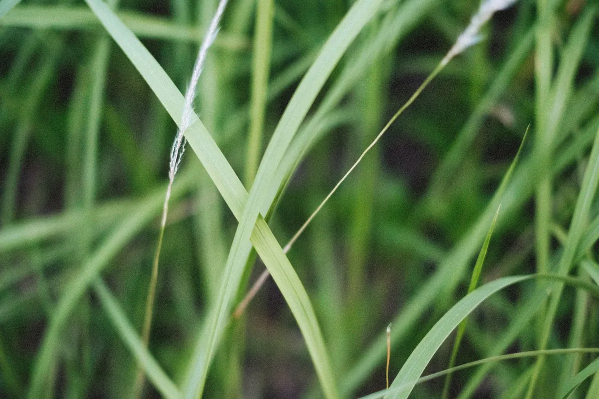 Close view of fresh green grass blades