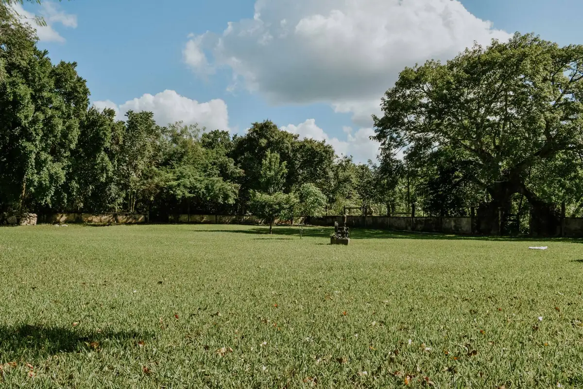Natural grass field surrounded by trees