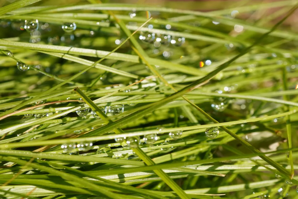 Dew droplets resting on green grass blades in the morning