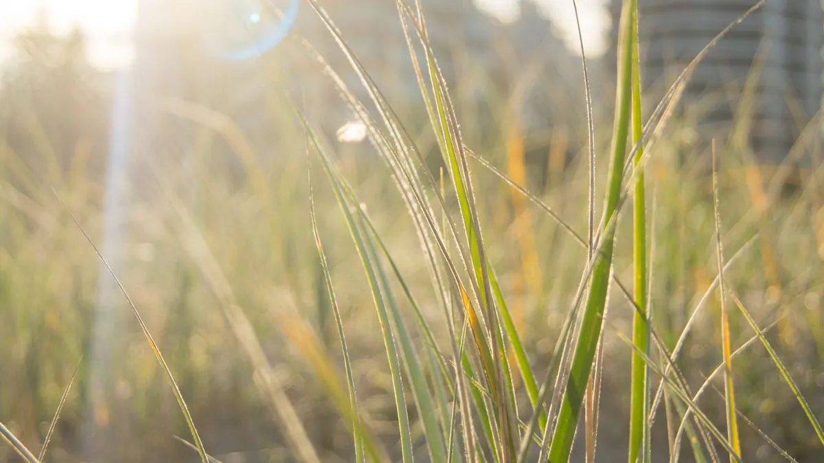 Sunlight streaming through green grass blades