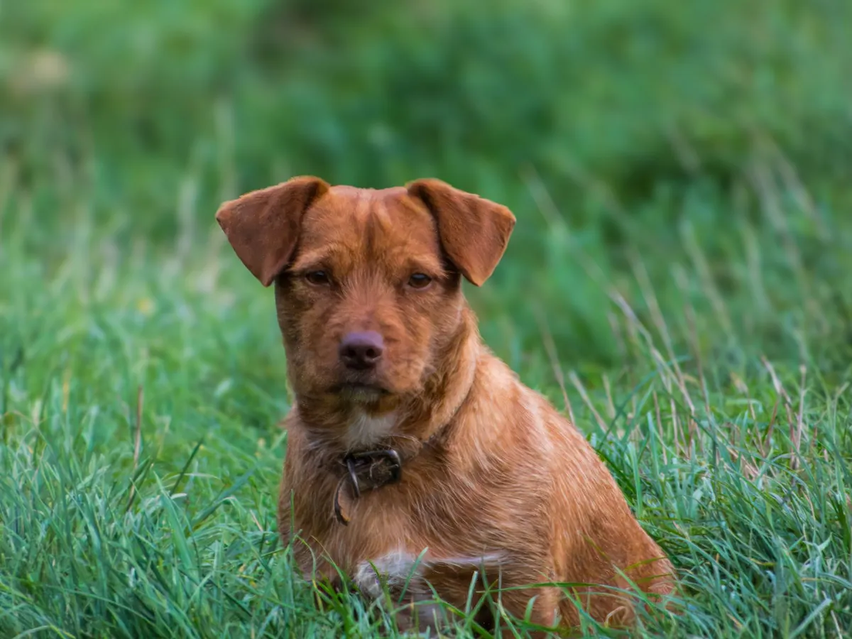 A dog resting on a lush green lawn outdoors