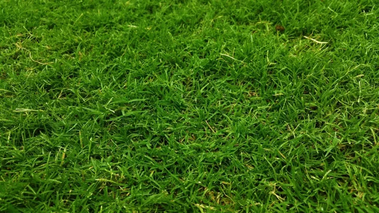 How Often Should Artificial Turf Be Replaced?