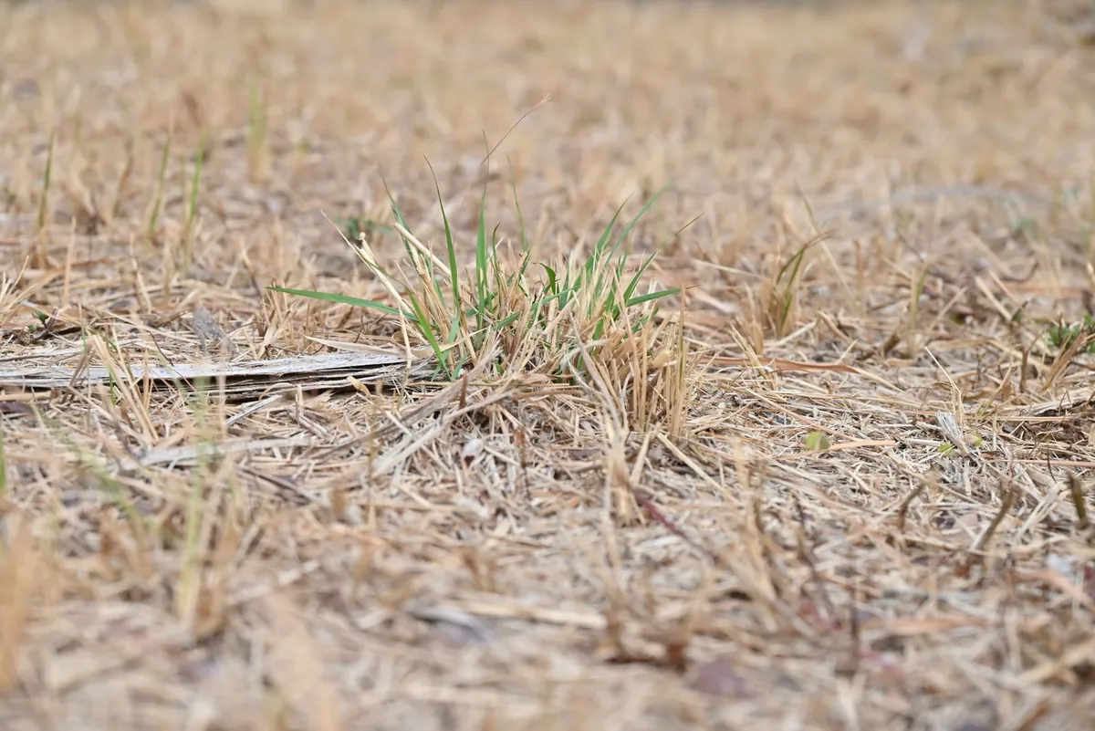 Lifted corner of aged artificial turf showing cracked backing and fiber loss