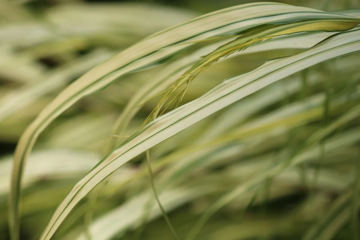 Variegated grass blades in close-up showing multi-tone colour
