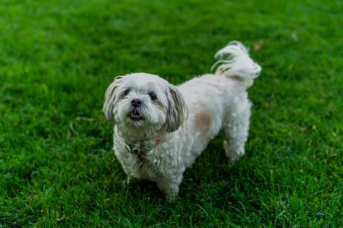 A dog playing on a green garden lawn